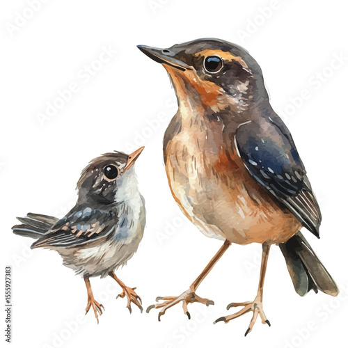 A Mother Thrush With Her Kid, watercolor illustration vector, isolated on a white background.