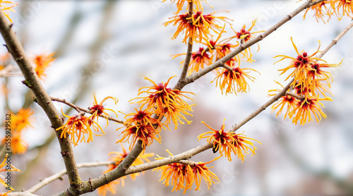 
Witch hazel flowers in early bloom, bright yellow-orange fringe-like petals on bare branches with soft background. For seasonal calendars, botanical guides, packaging, and wellness campaigns.