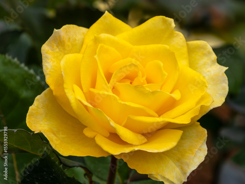 Fototapeta Naklejka Na Ścianę i Meble -  旧古河庭園　百花繚乱のブランド薔薇