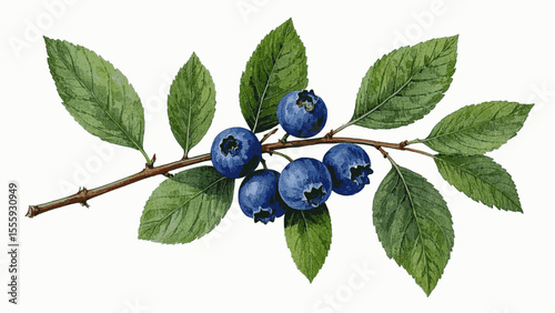 Woodland Berries Flow blue berries tree isolated watercolor vector illustration svg