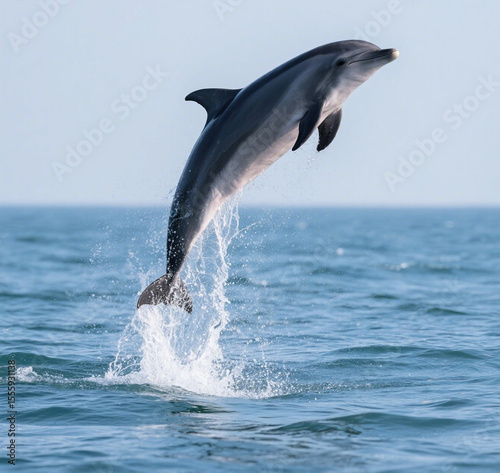 A dolphin jumping out of the water.