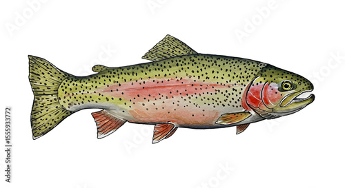 Watercolor Rainbow Trout Illustration watercolor png, transparent isolated nackground