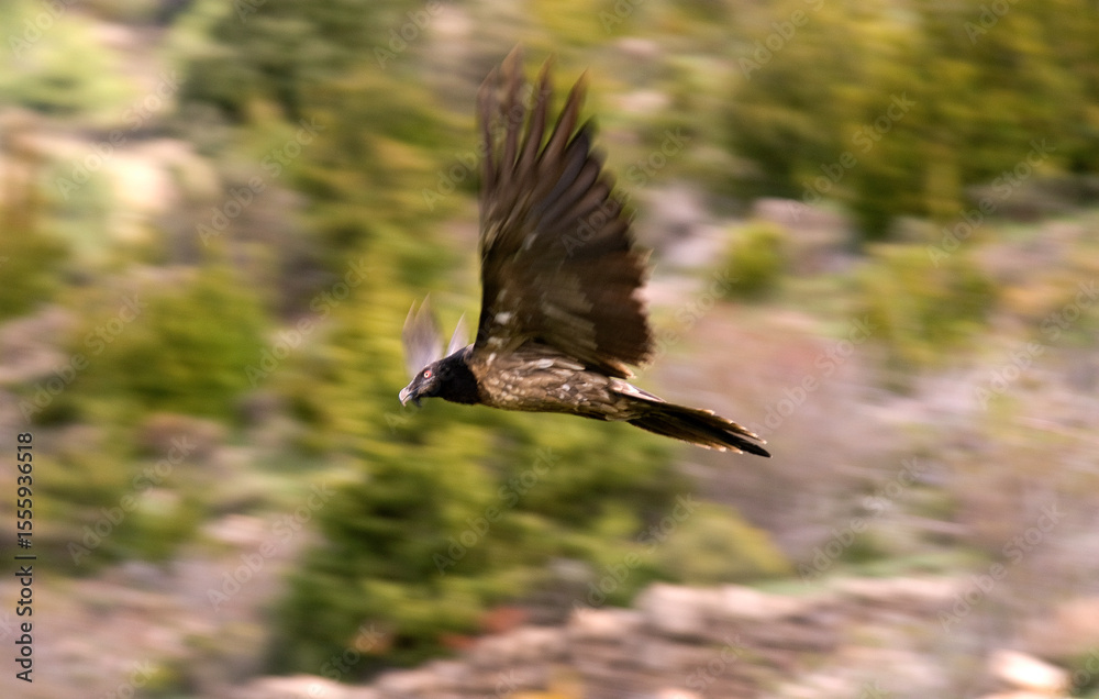 Obraz premium Gypaète barbu, jeune, Gypaetus barbatus, Bearded Vulture, Pyrénées