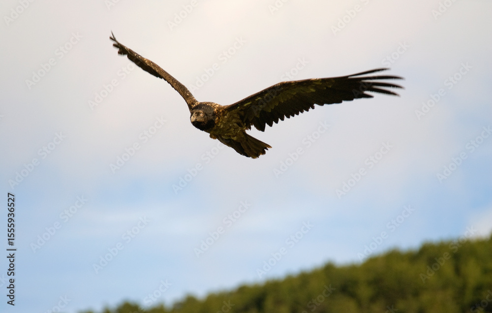 Obraz premium Gypaète barbu, jeune, Gypaetus barbatus, Bearded Vulture, Pyrénées