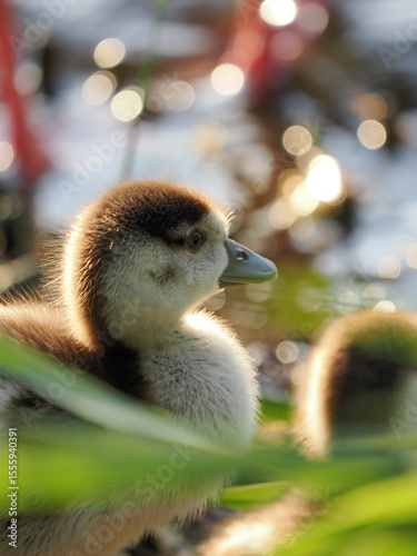 Duckling