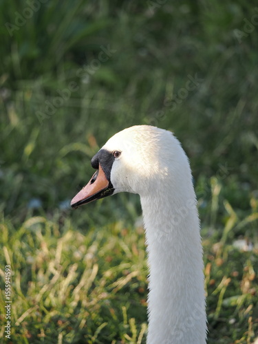 swan on the grass