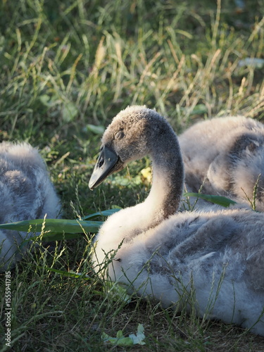 baby swans