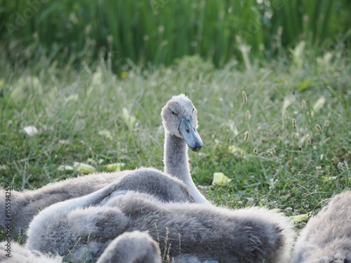 close up of a baby swan