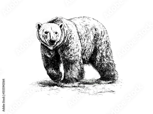Christmas polar bear vintage engraving, winter animal sketch, retro holiday decor, black line art, seasonal wildlife drawing, old style etching, classic festive illustration, winter nature motif