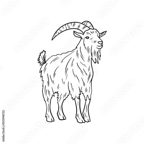 Realistic goat with long fur and big horns standing in black isolated on white. Hand drawn vector sketch illustration in doodle vintage line art style. Domestic farm animal with udder and milk
