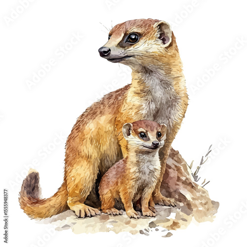 A Mother Mongoose With Her Kid, watercolor vector, isolated on a white background.