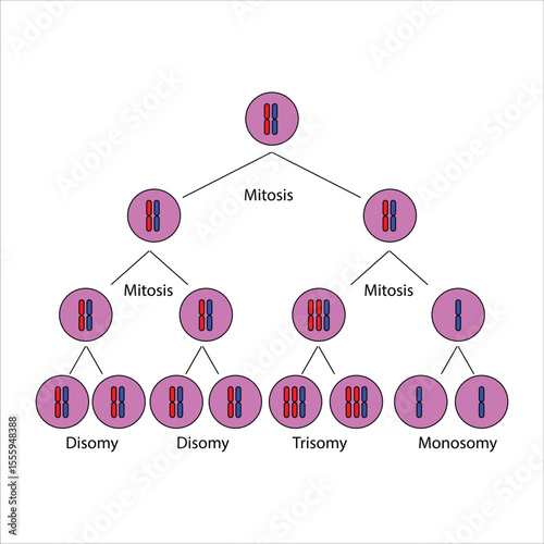 Chromosomal Abnormalities Non-disjunction in Mitosis and Aneuploidy