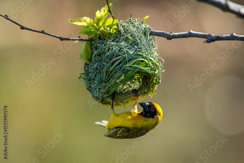 A southern masked weaver weaving a nest