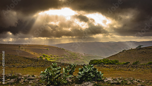 beautiful green landscape of salalah in oman during a khareef season