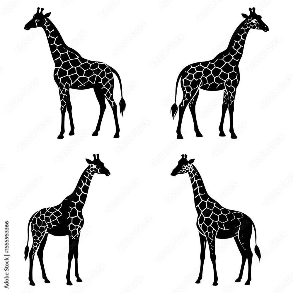 Obraz premium Four giraffes standing in a group with distinctive spot patterns on their bodies in black and white color