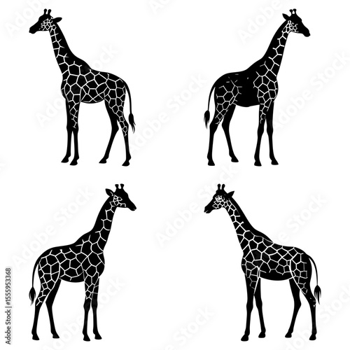 Four giraffes standing in different poses with their distinctive spotted patterns in a black and white design