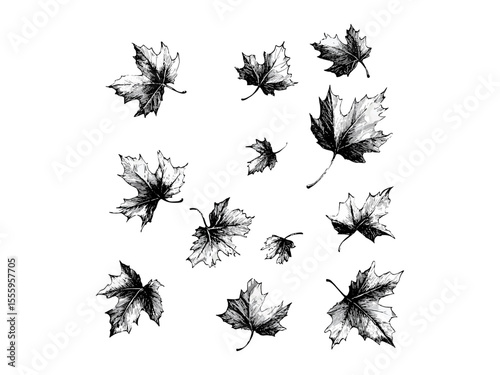 Vintage autumn leaves engraving, black and white retro seasonal print, hand-drawn rustic fall decor, old engraving style illustration, trendy nature sketch, classic botanical art, harvest illustration