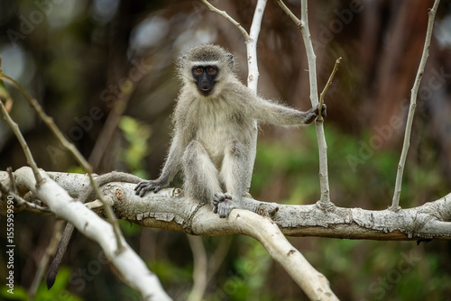 A vervet monkey sitting on a tree branch