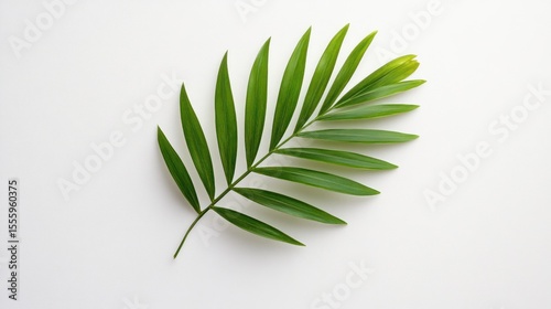 Palm leaf on white background