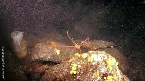 A spider crab with long legs stands prominently on a volcanic rock covered in sea life. The underwater habitat near La Palma, Canary Islands, reveals vibrant colors and unique marine life.