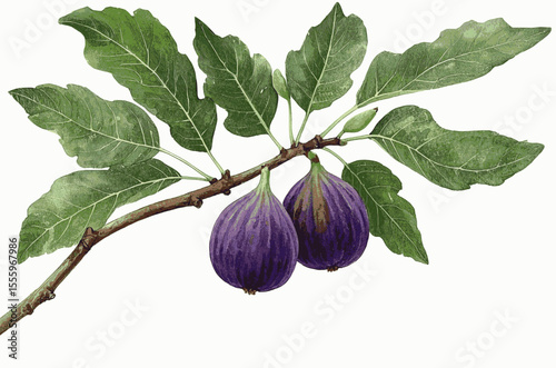 Milk and Ruby fig tree isolated watercolor vector illustration svg