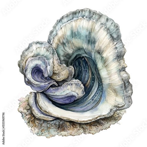 A Mother Giant Clam With Her Kid, watercolor painting vector, isolated on a white background.
