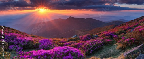 Rhododendron Blooms at Sunset Over Mountain Ridges, Appalachian Highlands Landscape Scenic View