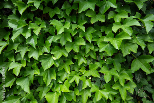 Green natural background. Green Ivy leaves cover the wall. Close-up of detailed leaf textures and patterns. Decorative but invasive outdoor plant. Concepts of nature, growth, and vibrant foliage.