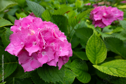 Vibrant pink hydrangea flowers surrounded by lush green leaves. Natural background with Hortensia flowers. Large, showy blooms in a garden. Botanical concept of flora, summer, gardening.