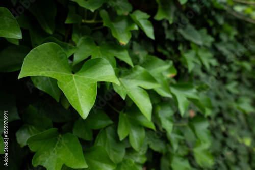 Green natural background. Green Ivy leaves cover the wall. Close-up of detailed leaf textures and patterns. Decorative but invasive outdoor plant. Concepts of nature, growth, and vibrant foliage.