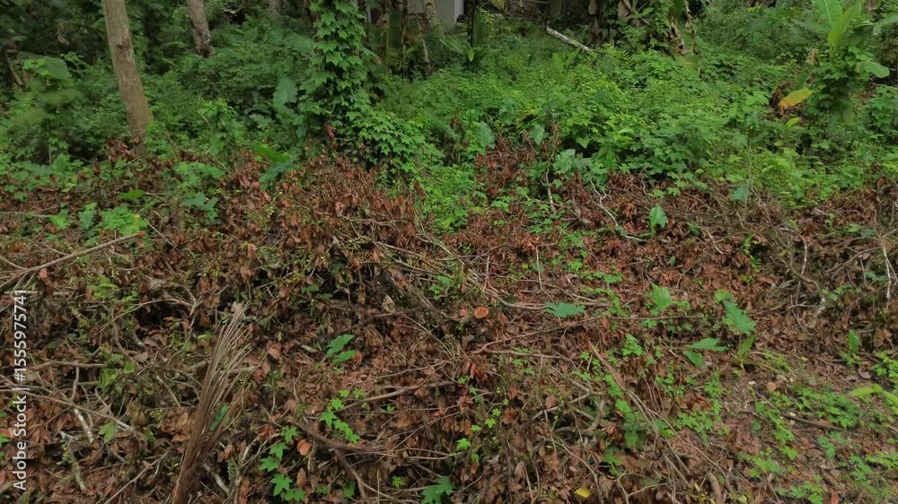 A pile of pruned branches and foliage rests amidst lush green vegetation in a tropical or subtropical forest. A pile of pruned branches and foliage rests amidst lush green vegetation in a tropical or subtropical forest.