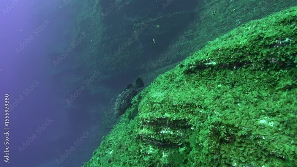 Beneath the surface off La Palma, a dusky grouper swims along a verdant, algae-covered underwater cliff. The fish navigates the rocky terrain in the Canary Islands.