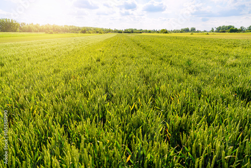 Papier peint Green cereal field with young grain ears in mid-season