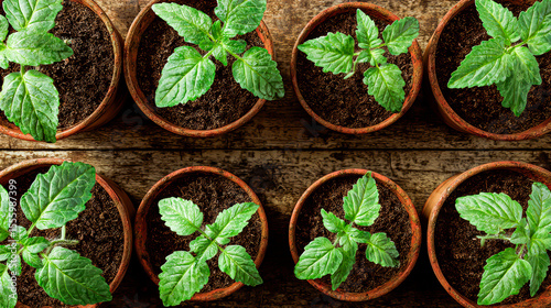 Ready for a big adventure! Seedlings are waiting to be planted