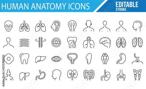 Vector Set of Human Anatomy Icons for Web and App Design