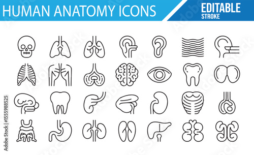 Anatomy and Medical Icons for Healthcare and Education