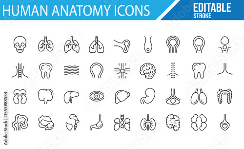 Editable Human Body and Organ Icons for Digital Use

