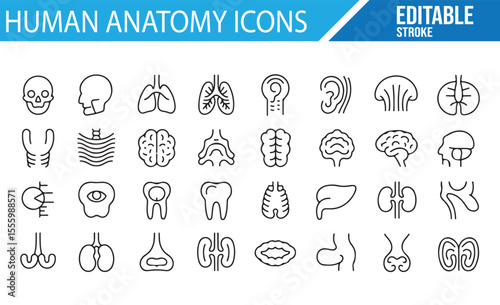 Collection of Icons for Anatomy, Organs, and Medical Science