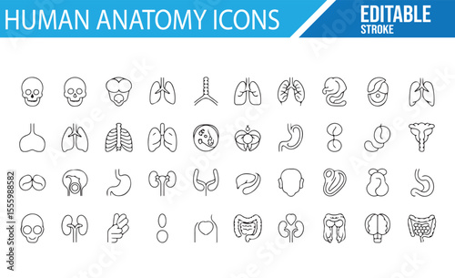 Set of Human Body Part Icons for Healthcare and Biology