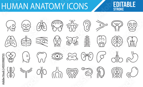 Vector Icons Representing Human Body and Organs