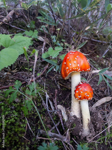 Фотография Two fly agaric mushrooms (Amanita muscaria) growing in the forest floor in Shiretoko National Park, Hokkaido, Japan