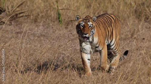 Bengal tiger (Panthera tigris tigris) on the hunt, Tadoba-Andhari Tiger Reserve, India, Asia