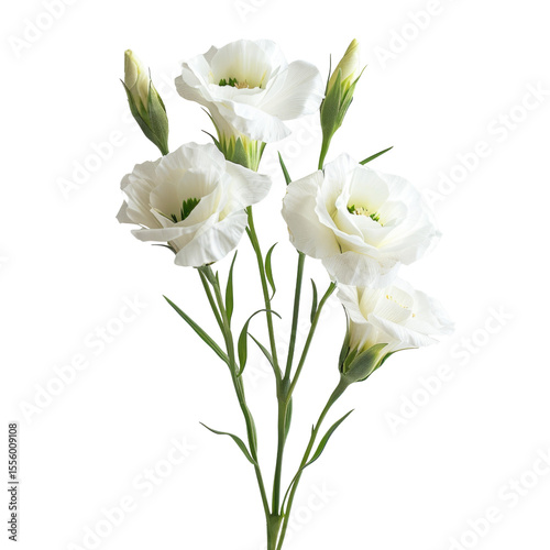 A bouquet of five elegant white Lisianthus flowers with green stems and buds, isolated on a transparent background. background removed