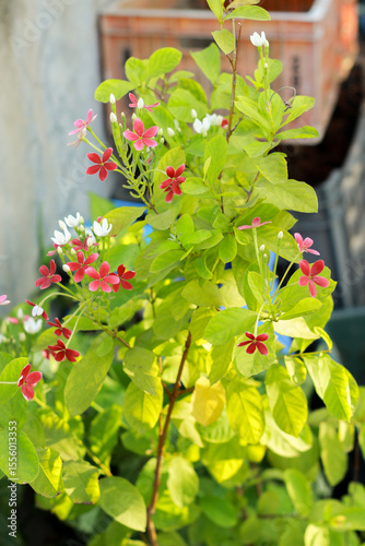 red currant bush