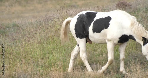 A spotted stallion pees on an autumn pasture