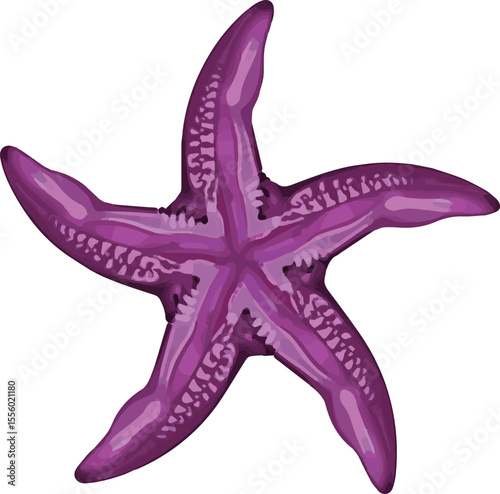 starfish isolated on white background