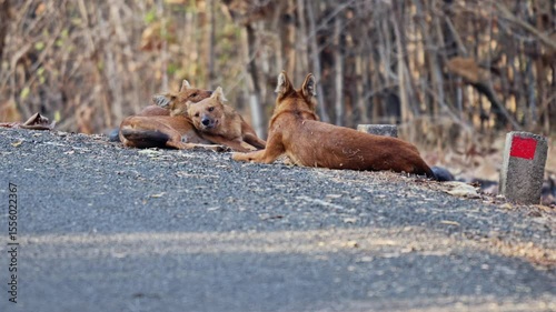 pack of dhole (Cuon alpinus) or indian wild dog, Tadoba-Andhari Tiger Reserve, India, Asia