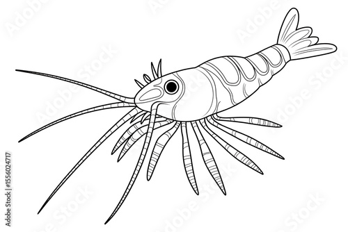 Detailed illustration of a shrimp.
