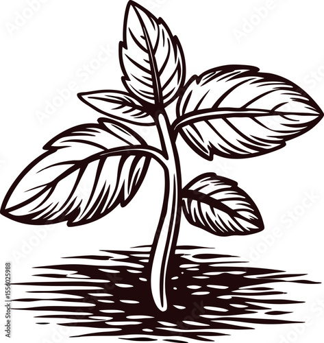 Hand drawn sprouting plant engraving with detailed leaves and soil isolated on white background