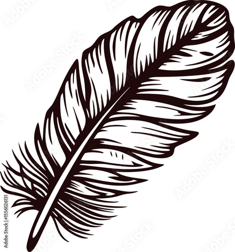 Detailed hand drawn bird feather illustration isolated on white background, classic vintage engraving